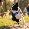 Fernlenker - Ferntrainer-Halsband für Hunde