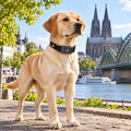 Pfotenwacht - GPS-Tracker-Halsband für Hunde