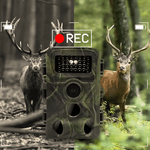 Waidblick 32 IR Wildkamera, Vergleich Tag- und Nachtaufnahme mit Hirsch im Wald und REC-Anzeige