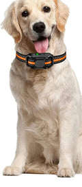 Hund trägt das Fernlenker Trainingshalsband
