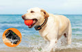 Fernlenker Empfänger am Hund im Wasser, IP67 wasserdicht