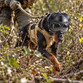 Wolfsgarde - Schutzhelm für Jagdhunde